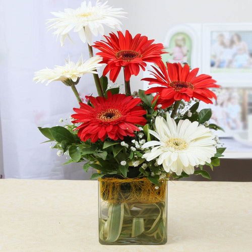 Six Gerberas in a Glass Vase