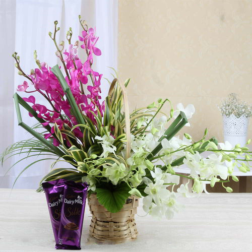 Cadbury Silk Chocolate with Basket Arrangement of Orchids