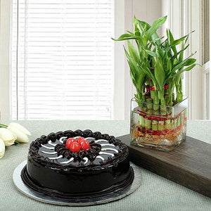 Good Luck Plant with Truffle Chocolate Cake