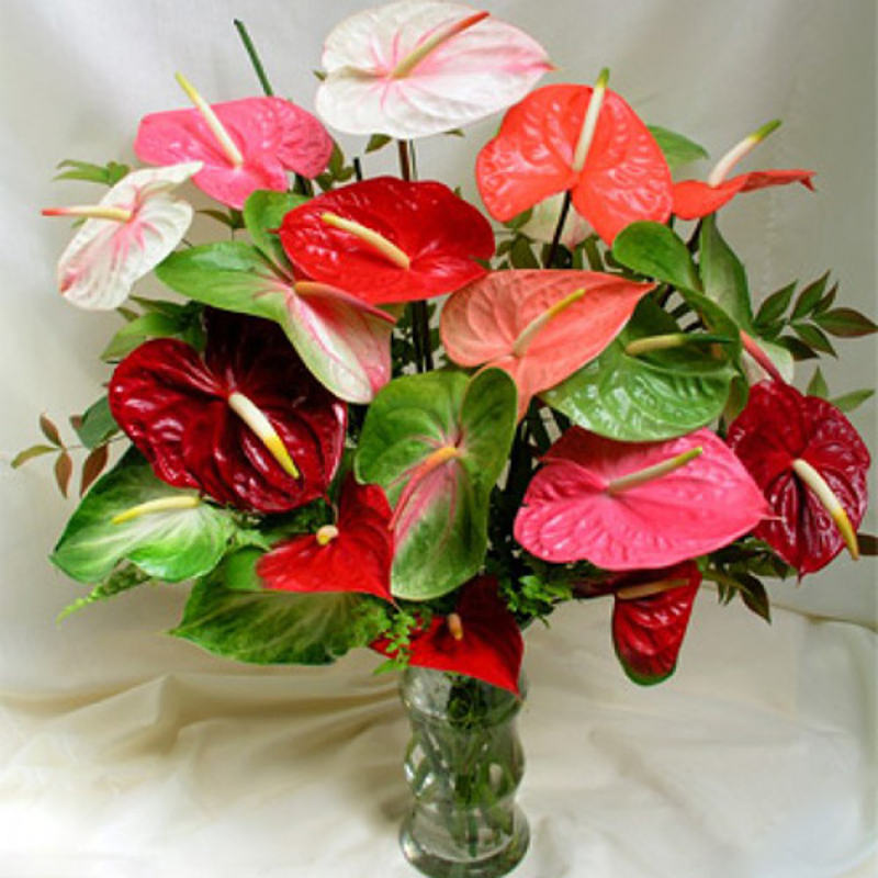 Mix Color Anthurium in Vase