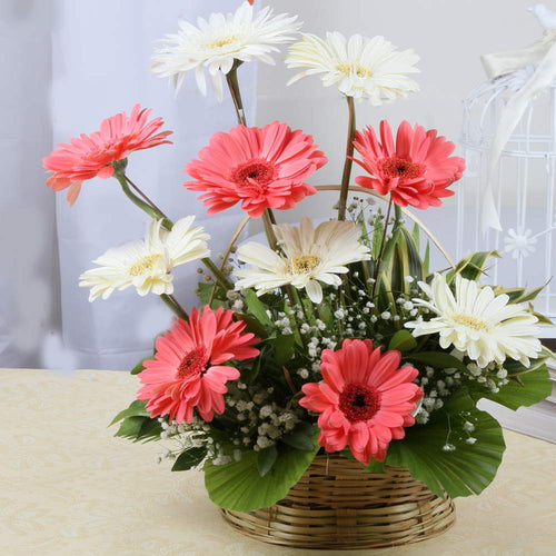 Amazing Pink and White Gerberas Flowers Basket